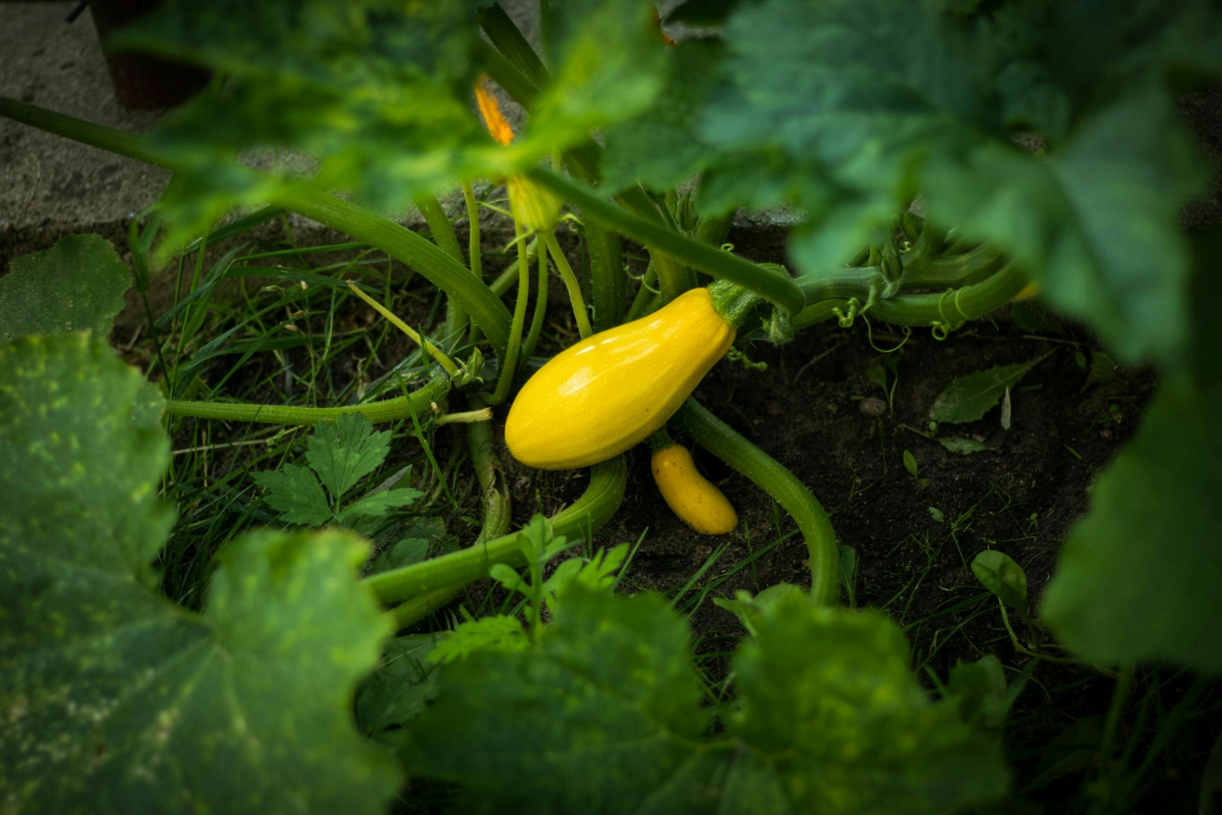 Courgetteplant