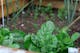 Hochbeet anlegen: Hochbeet mit grünen Pflanzen, wie Spinat, Salat und Kräuter 