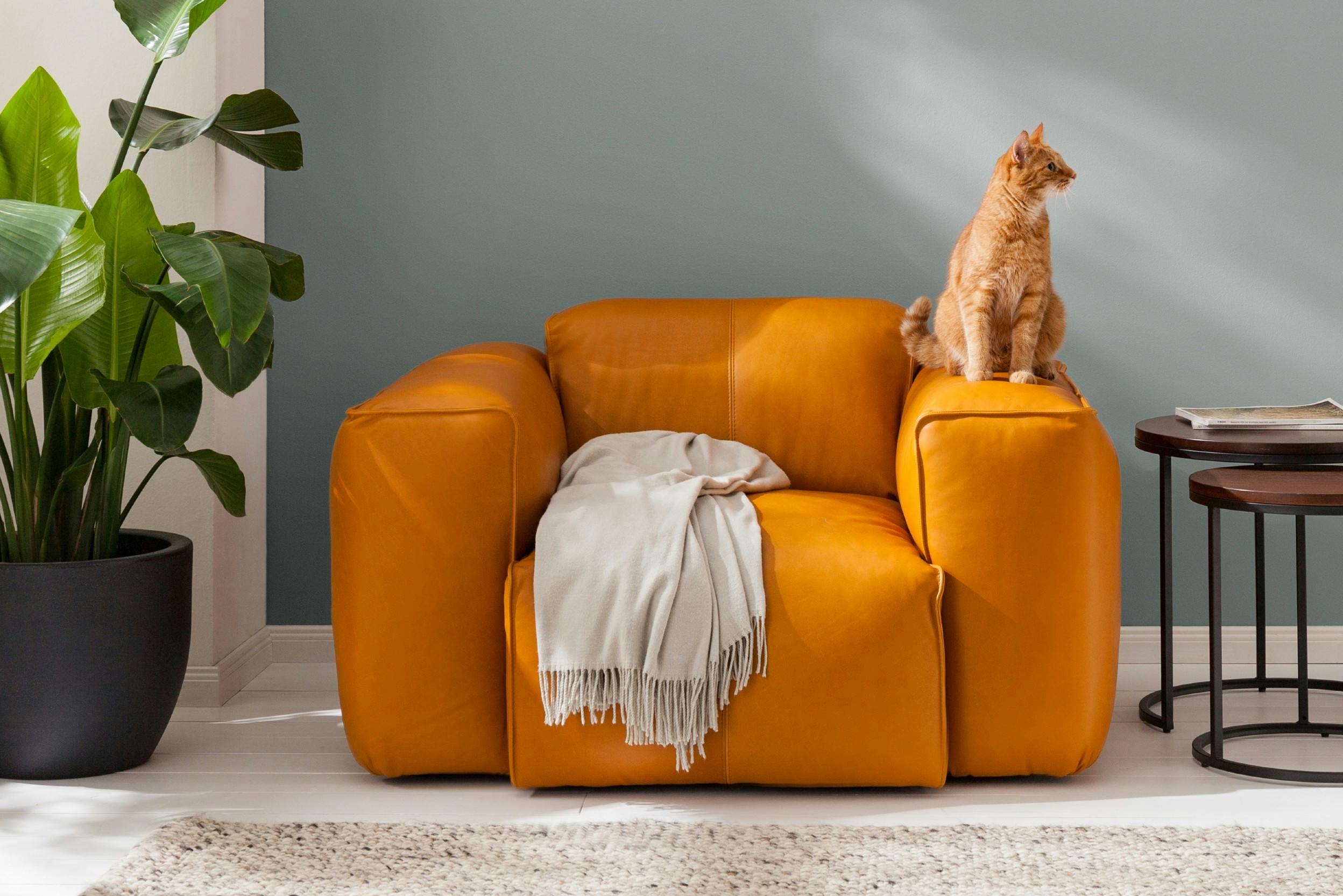 Orange Sessel mit Katze und Pflanze