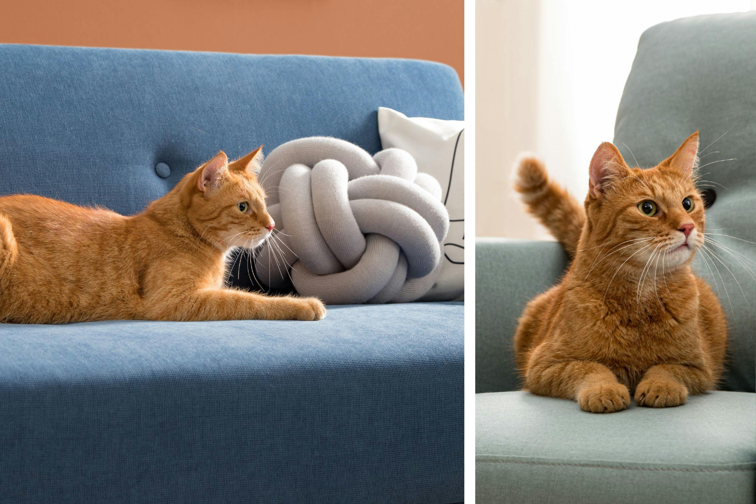 Sofa aus Mikrofaser mit getigerter Katze