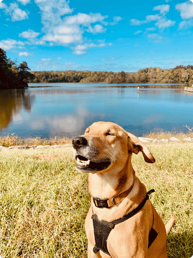 Beau 0