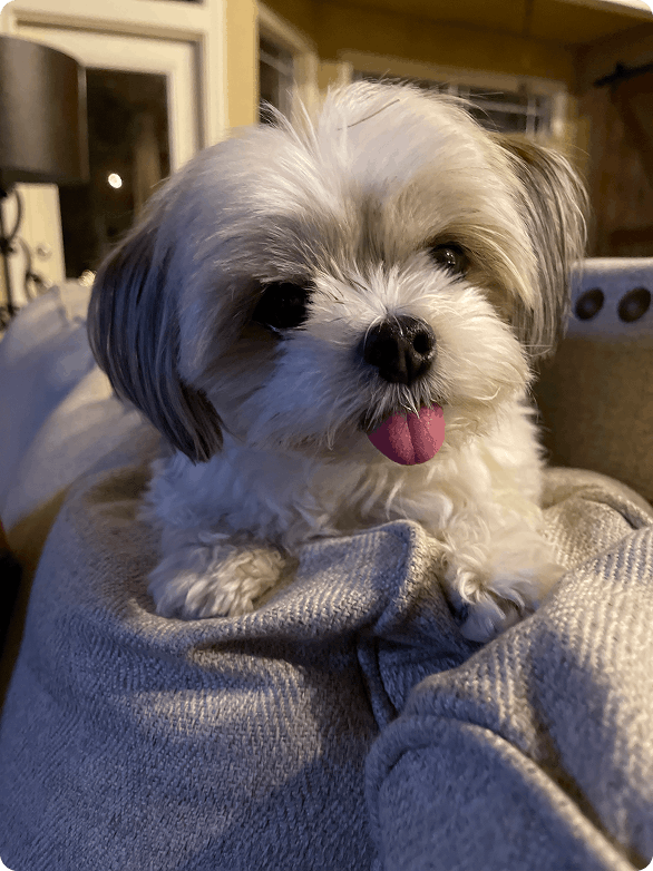 Daisy 9