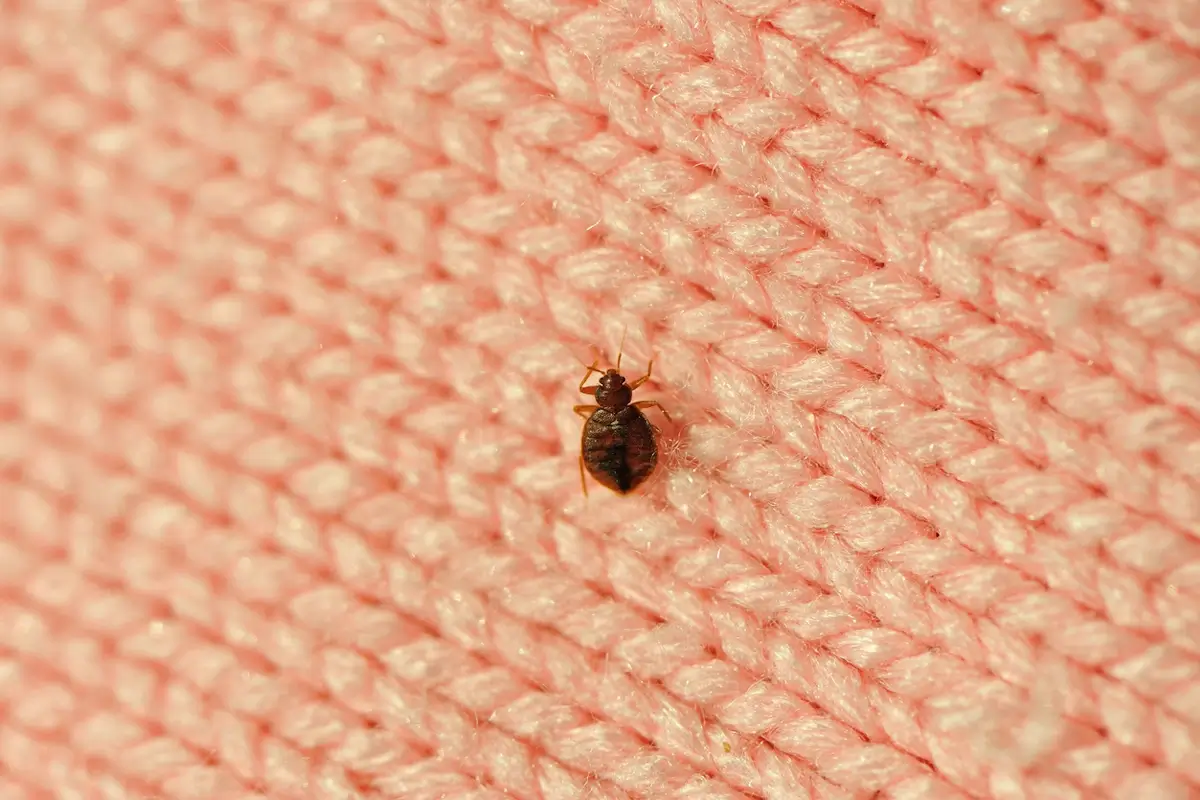 Punaise de lit brune en gros plan sur un tissu rose tricoté