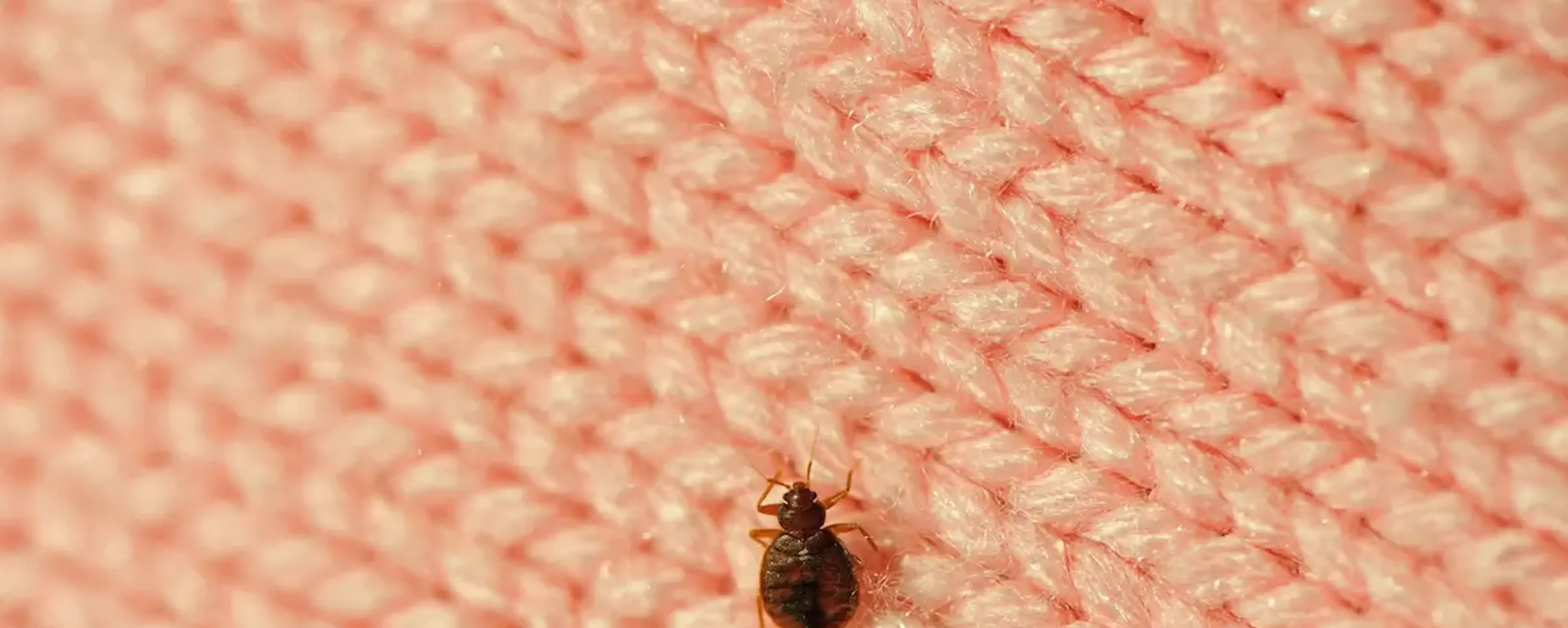 Punaise de lit brune en gros plan sur un tissu rose tricoté