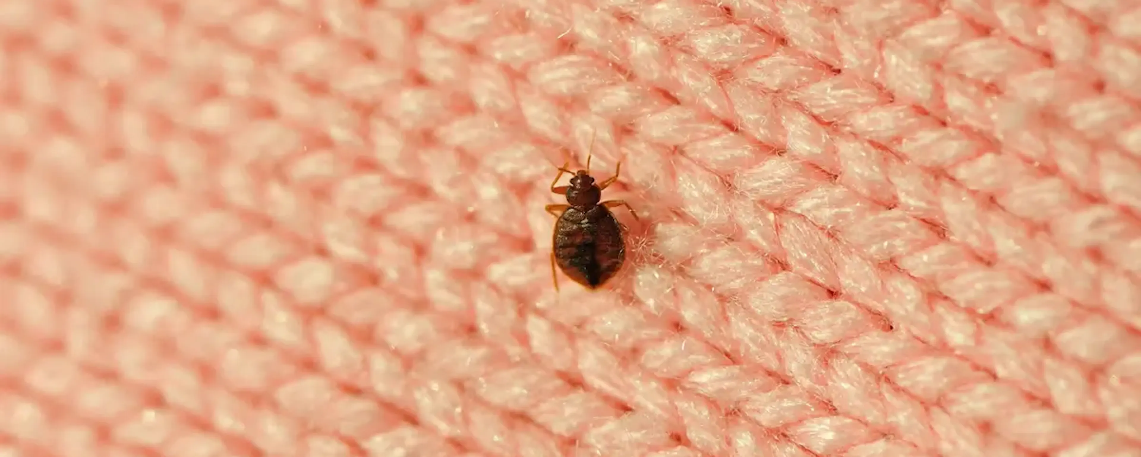 Punaise de lit brune en gros plan sur un tissu rose tricoté