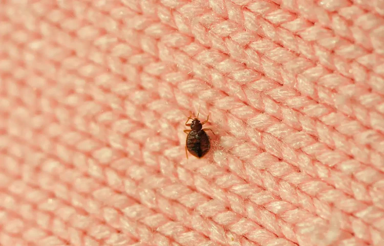 Punaise de lit brune en gros plan sur un tissu rose tricoté