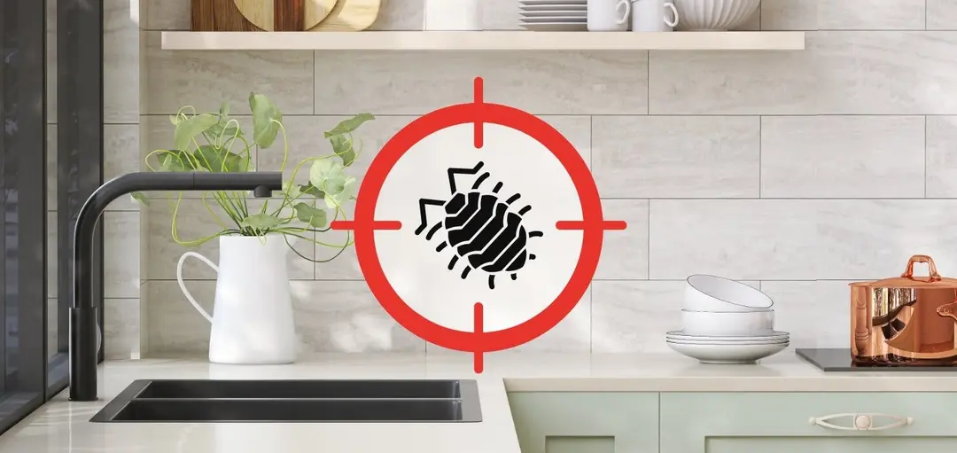 Désinsectisation des insectes rampants