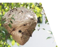 intervention anti-nuisibles