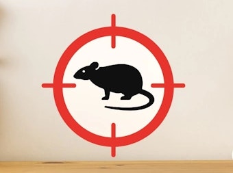 solutions anti rongeurs