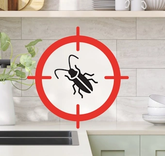 désinsectisation cafards