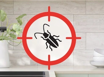 désinsectisation cafards