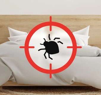 désinsectisation anti punaises de lit