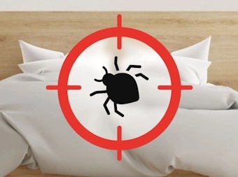 désinsectisation anti punaises de lit