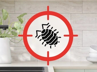 Désinsectisation des insectes et rampants