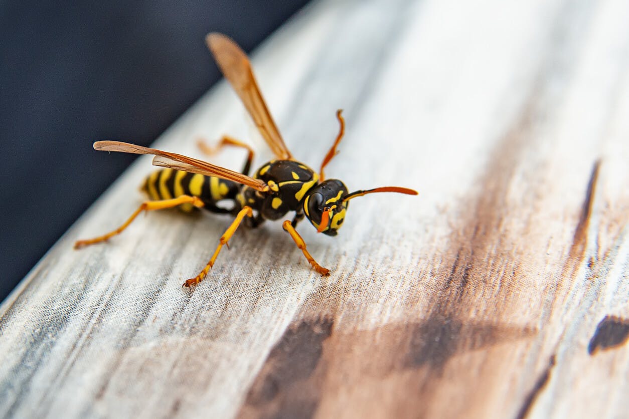 Gros plan d'une guêpe jaune et noire posée sur une surface en bois