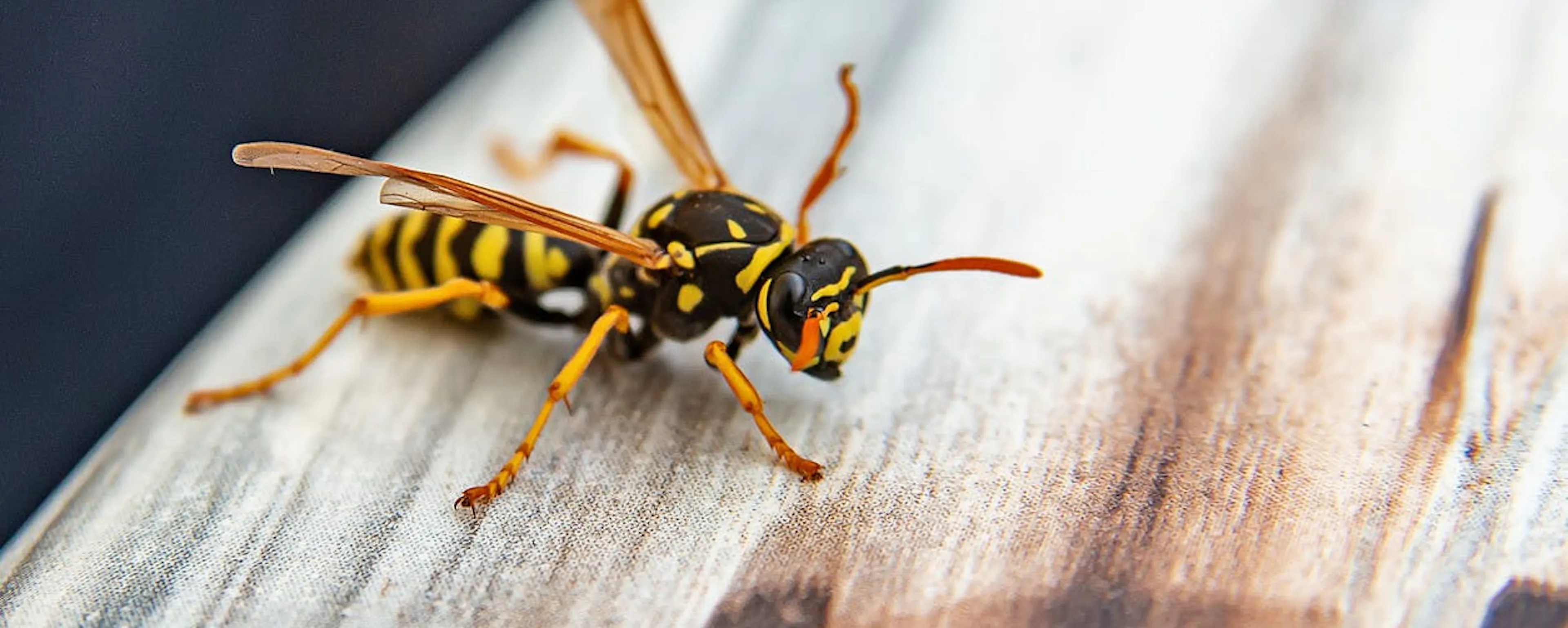 Gros plan d'une guêpe jaune et noire à éloigner, posée sur une surface en bois