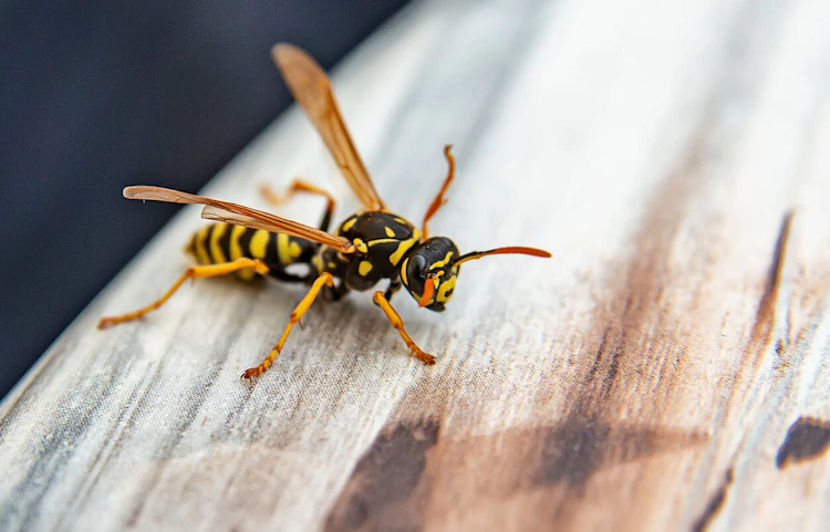 Gros plan d'une guêpe jaune et noire posée sur une surface en bois