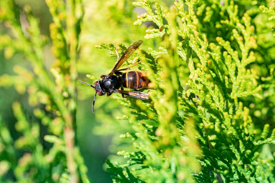 Frelon asiatique posé sur une branche de thuya dans un jardin