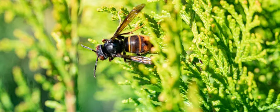 Frelon asiatique posé sur une haie de thuyas, signe de la présence d'un nid à proximité