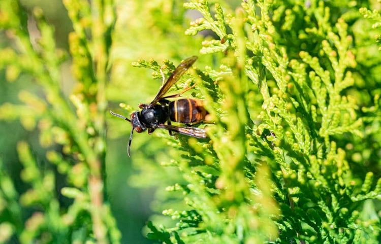 Frelon asiatique posé sur une branche de thuya dans un jardin