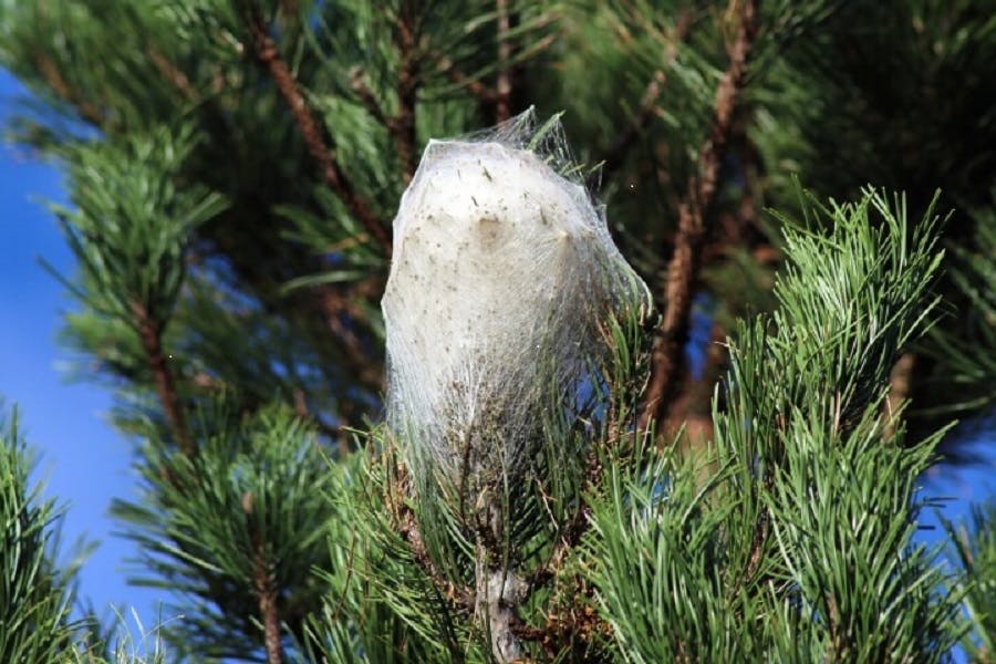 Nid de chenilles processionnaires sur branche de pin