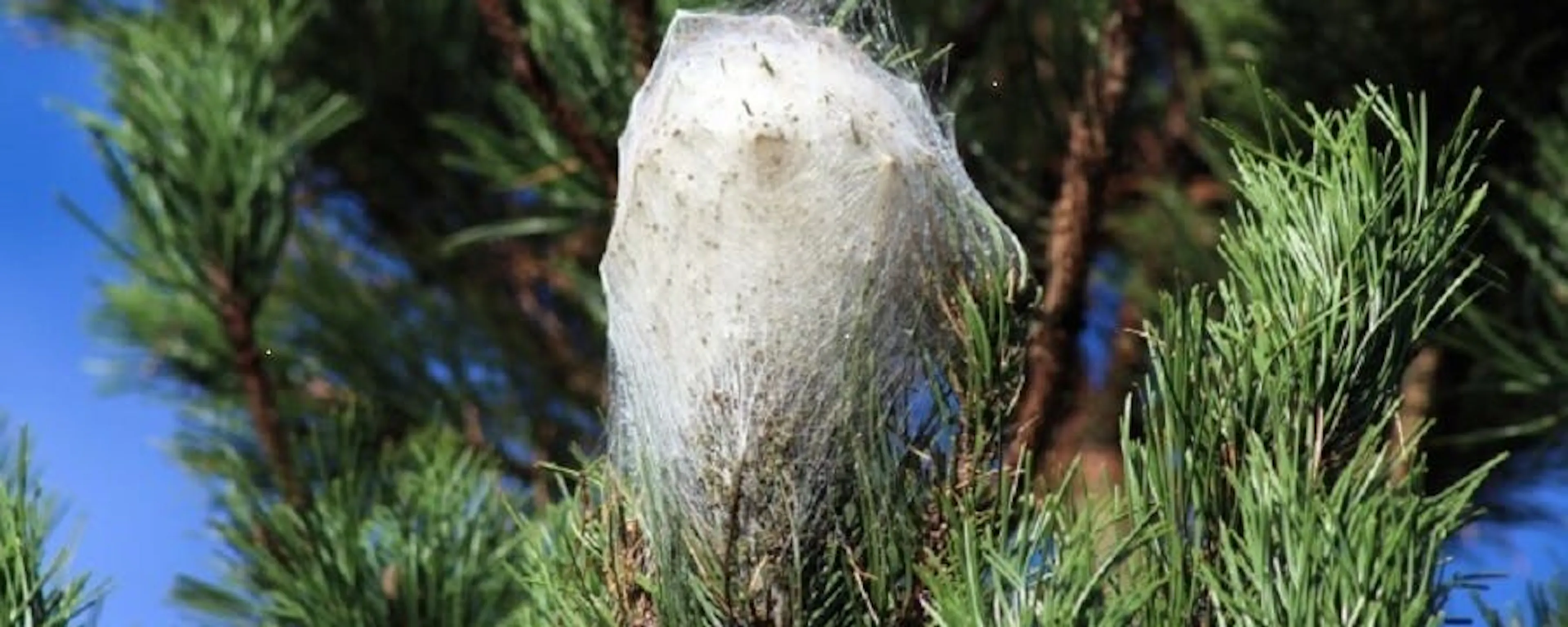 Nid de chenilles processionnaires sur branche de pin, comment s'en débarrasser