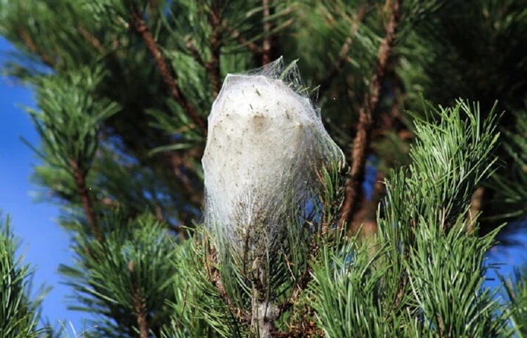 Nid de chenilles processionnaires sur branche de pin