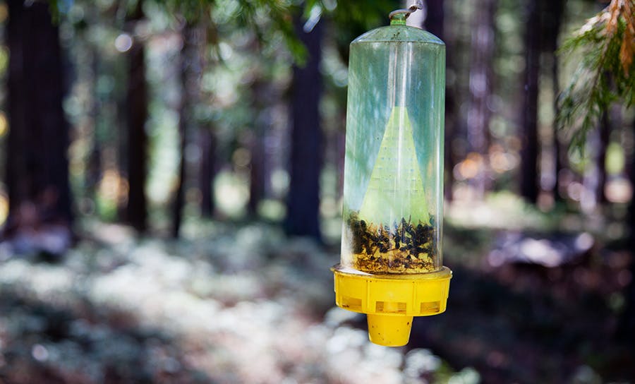 Piège à frelons fabriqué à partir d'une bouteille en plastique, suspendu à un arbre en forêt et contenant des insectes capturés