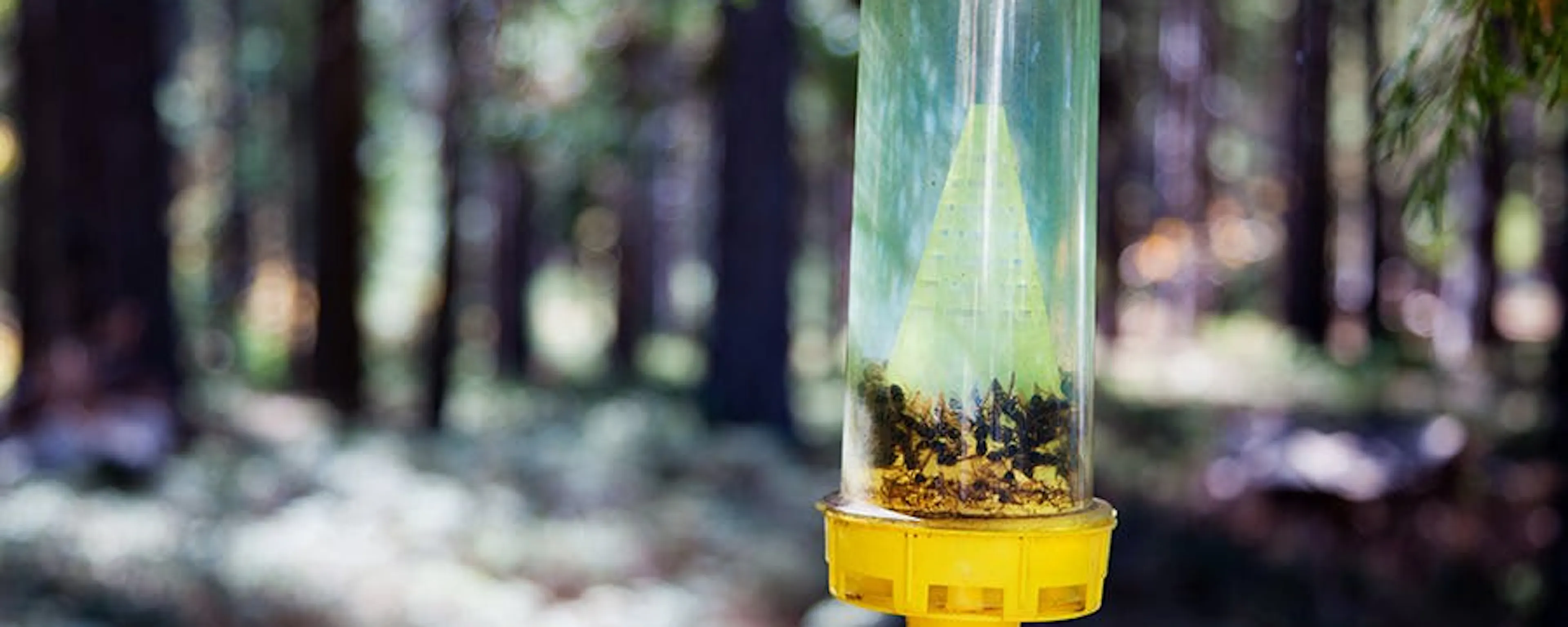 Piège à frelons artisanal en plastique suspendu à un arbre dans un jardin, avec insectes capturés