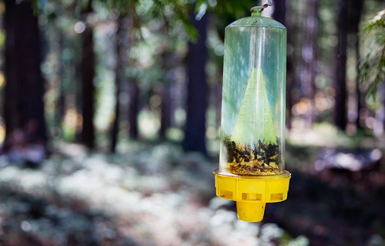 Piège à frelons fabriqué à partir d'une bouteille en plastique, suspendu à un arbre en forêt et contenant des insectes capturés