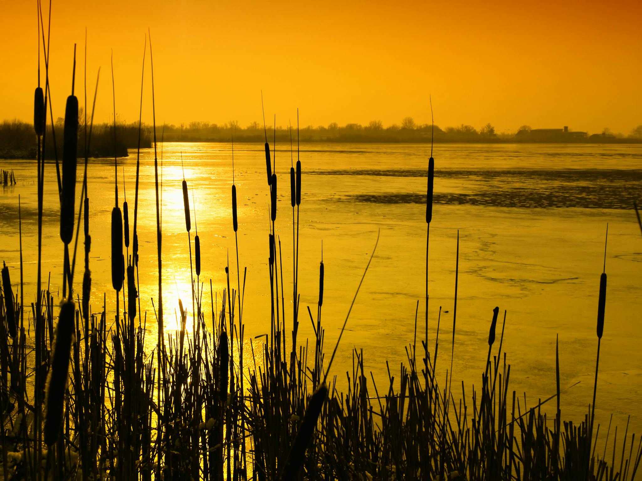 Pond at sunset, with water-grasses in the foreground