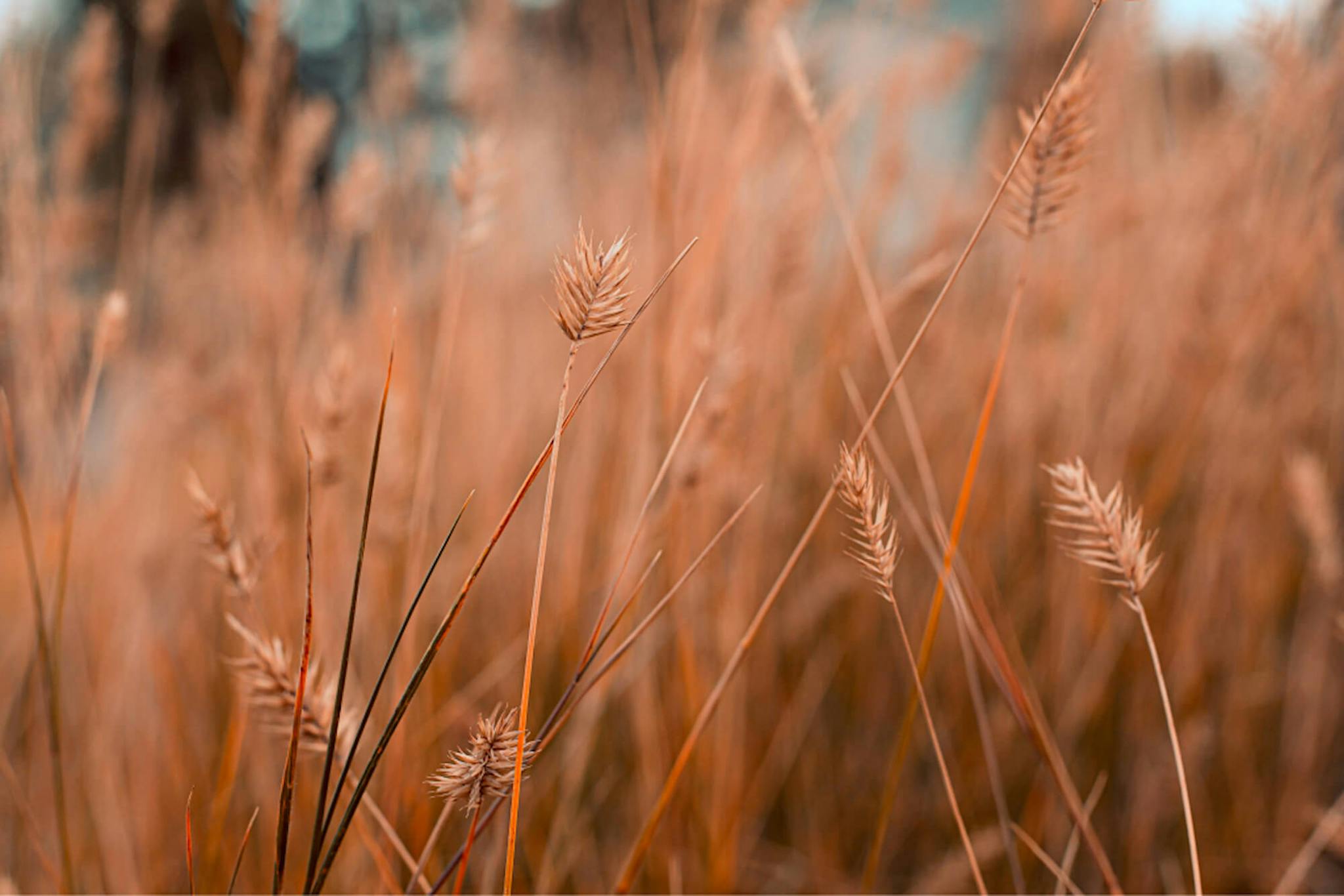 Close-up photo of tall autumn wild grass