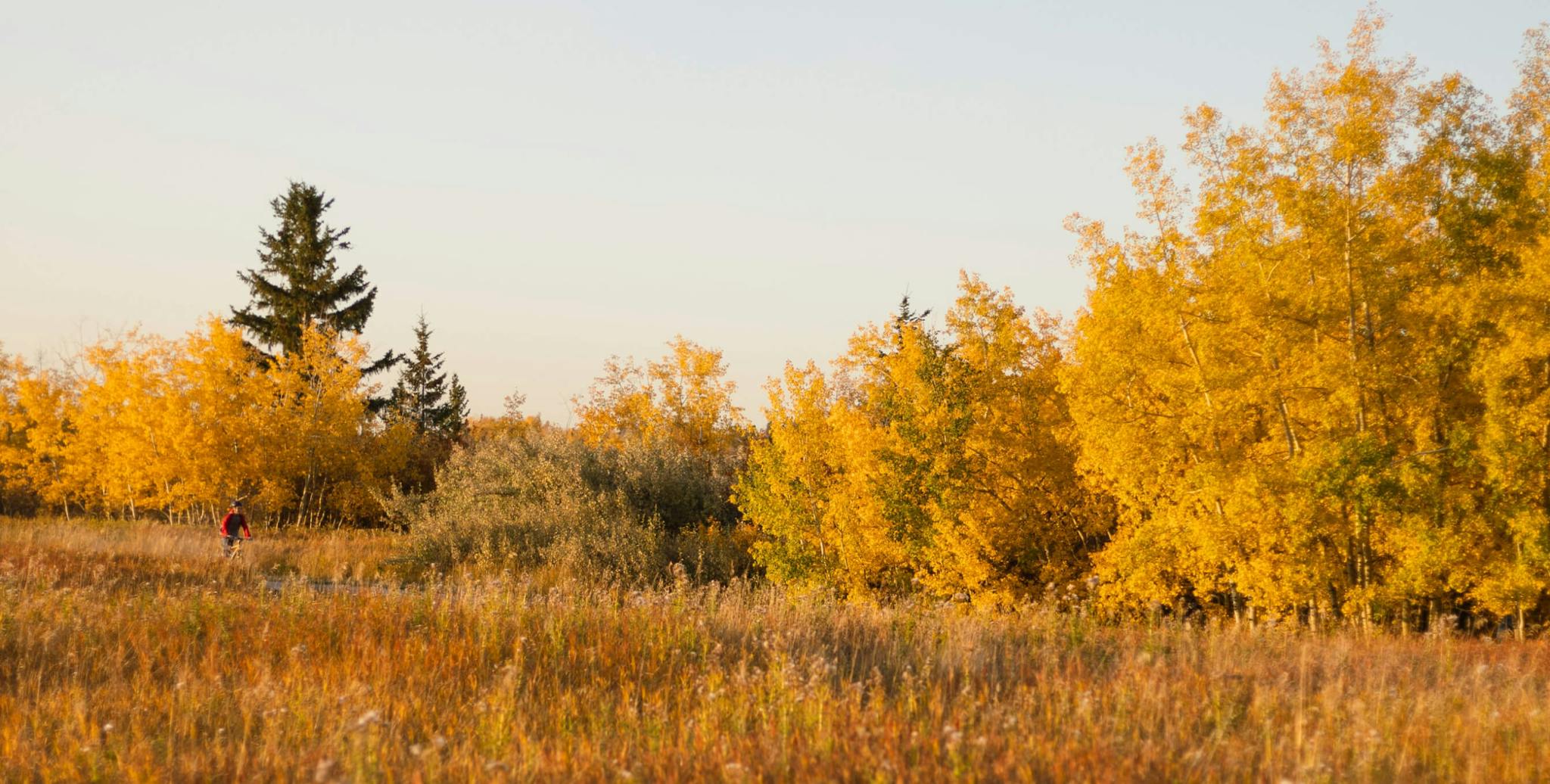 Yellow trees and orange grasses under an overcast sky.