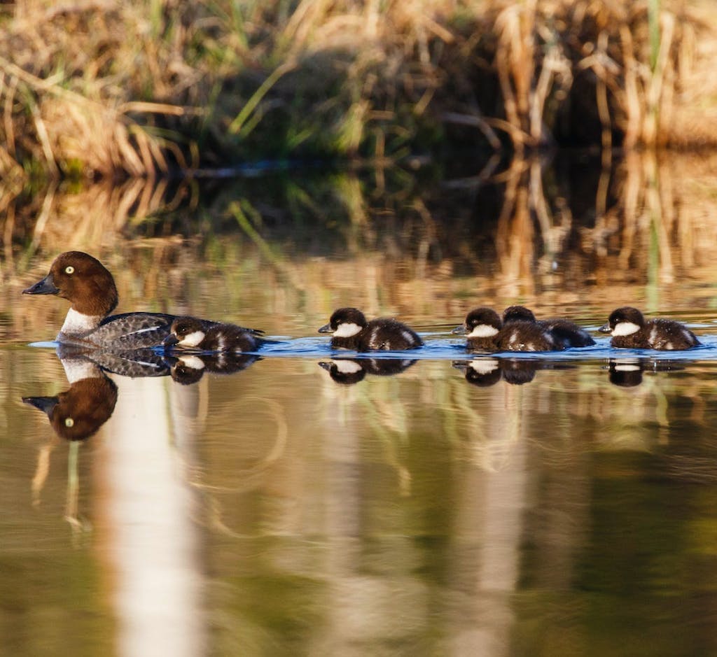 A mother duck swims with four ducklings in tow.