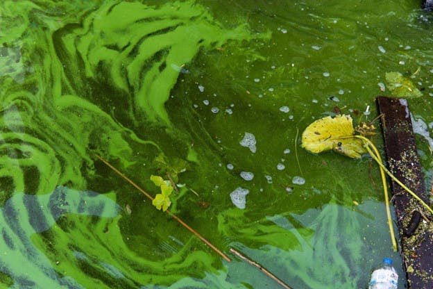 Harmful Algal Blooms in Water with Fish