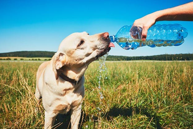 Dog Drinking from Bottled Water During Boil Advisory