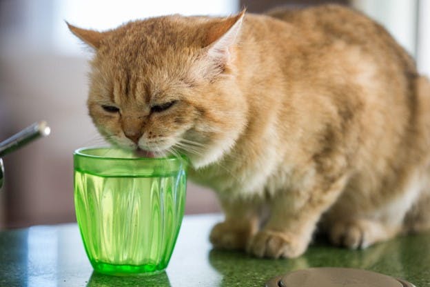 Cat Licks Glass of Filtered Water