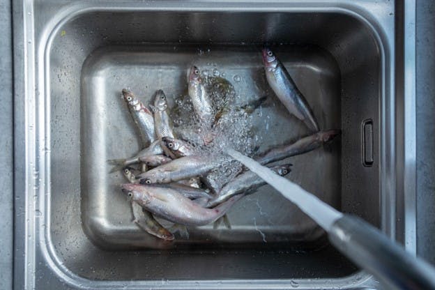 Hosing Down Smelly Fish in Sink