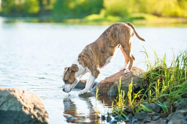 Dog Looks in Water  Drinking Algae