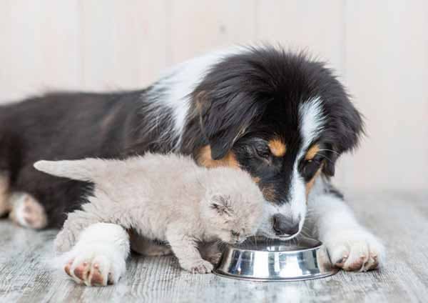 Alkaline Water Perfect for Pet Health