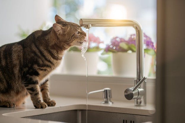 Cat Drinks From Water Spout