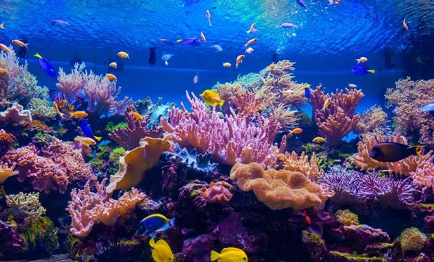 Ocean Acidification Threaten Coral Reefs