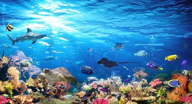 Marine Organisms Underwater Sea Animals