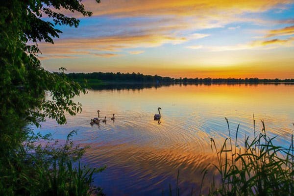 Lake Ecosystems Swans Swimming in Lake