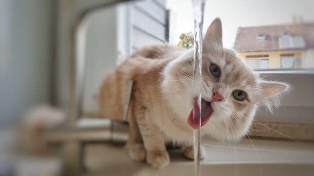 Kitty Drinking Filtered Tap Water from Faucet