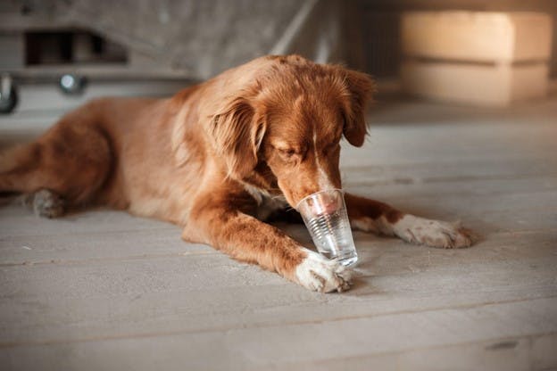 Dog on Floor Drinking Glass of Filtered Water