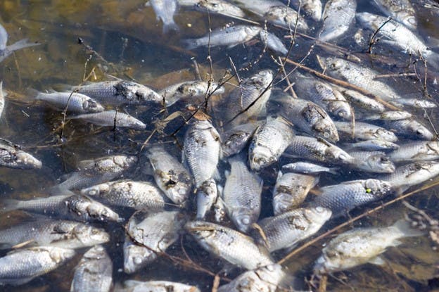 Carp Fish Floating Due to Harmful Algae in Water