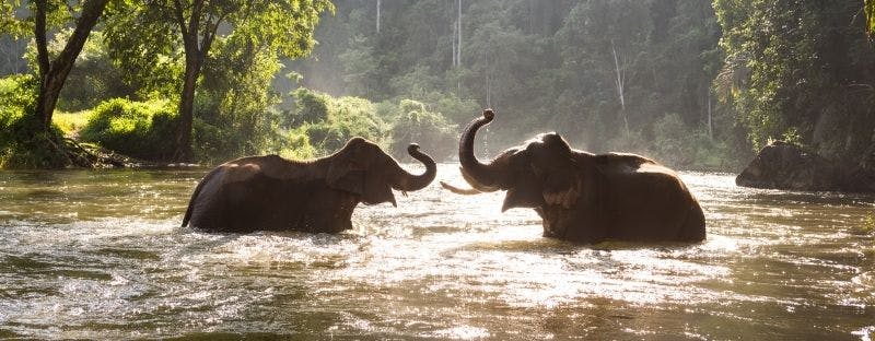 Amazing Thailand Animals To See While Travelling - Hoo Amazing Thailand Animals To See While Travelling - Hoo