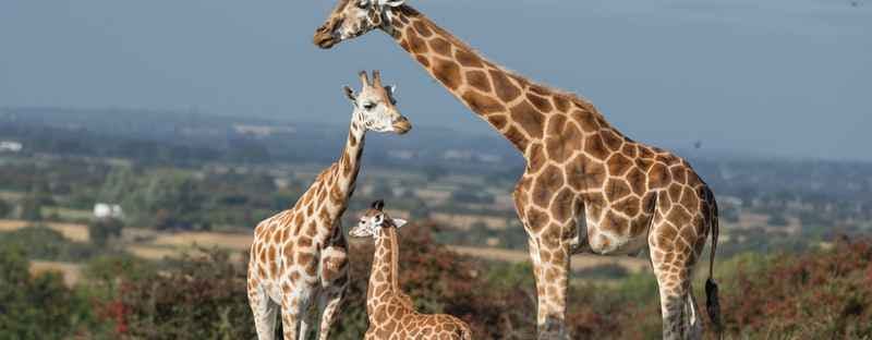 Where To Find The Best Safari Parks In The UK - hoo