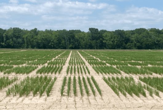 Experimental Provisia lines at the LSU AgCenter in Crowley, Louisiana.